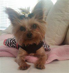 Mini deals yorkie clothes